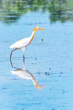Cattle Egret in breeding colors on water and grass field