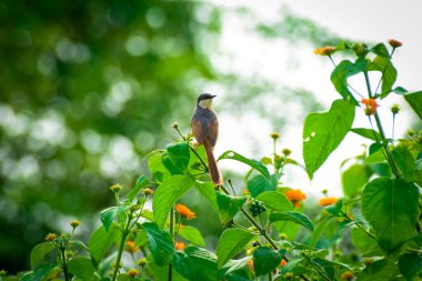 Ashy Prinia Bird resting on a perch