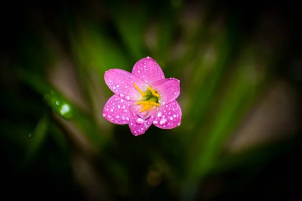 Beautiful pink Zephyranthes flower blossom Rain Lily or Fairy Lily, Zephyranthes spp., Amarylieacea