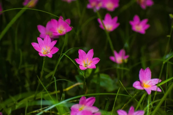 Beautiful pink Zephyranthes flower blossom Rain Lily or Fairy Lily, Zephyranthes spp., Amarylieacea