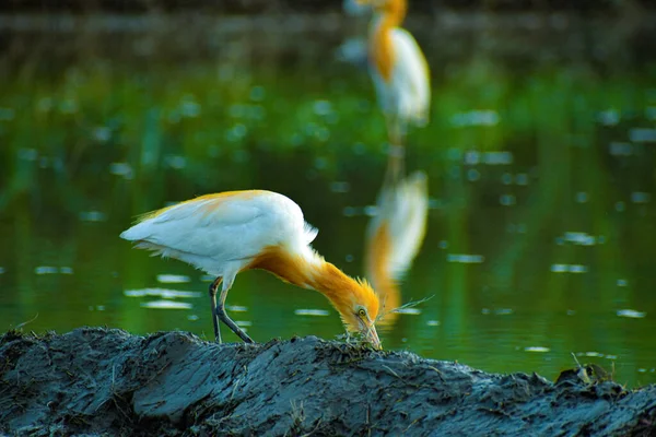Cattle Egrets in breeding colors perched