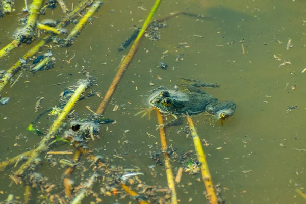 small frog in rice farmland natural photo