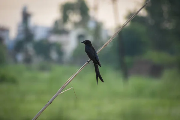 Black Drongo is an all-black bird
