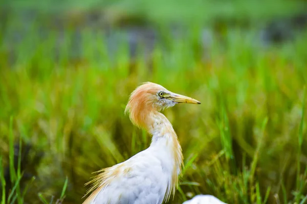 Cattle egret in the rainy season and breeding season 