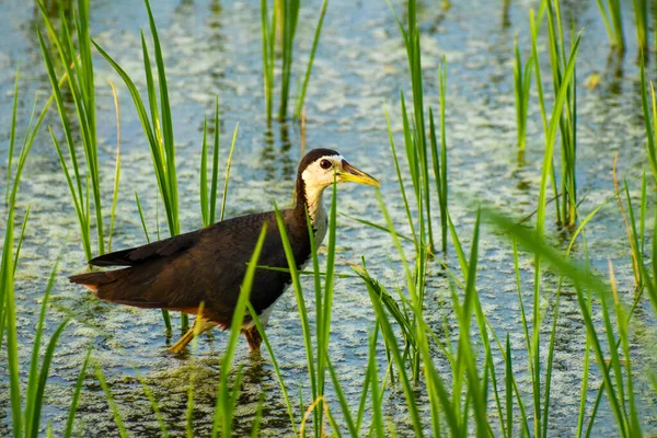 White Breasted Waterhen Rice Plantation Fied — Stock Photo, Image