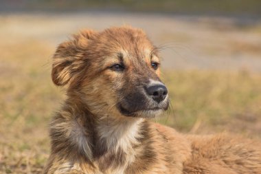 Adorable cute looking dog with multi moods looks.