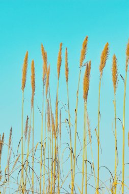 Pampas grass outdoors in light pastel colors. Dry reeds boho style.