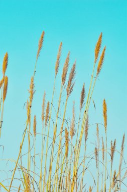 Pampas grass outdoors in light pastel colors. Dry reeds boho style.