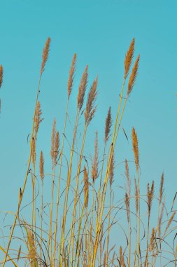 Pampas grass outdoors in light pastel colors. Dry reeds boho style.
