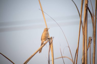 The striated babbler bird is also known as Leiothrichidae
