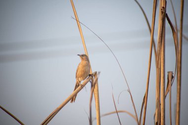 The striated babbler bird is also known as Leiothrichidae