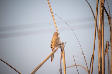 The striated babbler bird is also known as Leiothrichidae