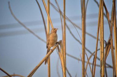 The striated babbler bird is also known as Leiothrichidae