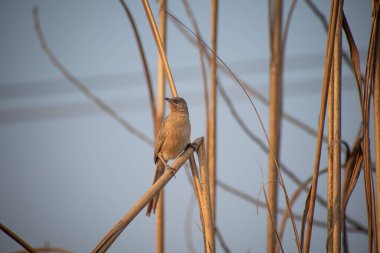 The striated babbler bird is also known as Leiothrichidae