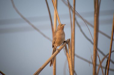 The striated babbler bird is also known as Leiothrichidae