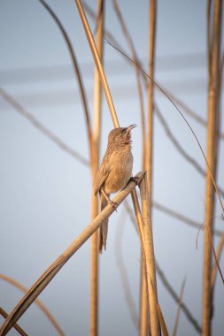 The striated babbler bird is also known as Leiothrichidae
