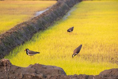 Red Wattled Lapwing in farmland, bird photography, scientific name: Vanellus indicus