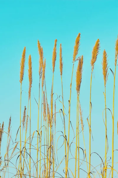 Pampas grass outdoors in light pastel colors. Dry reeds boho style.