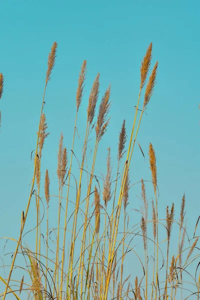 Pampas grass outdoors in light pastel colors. Dry reeds boho style.