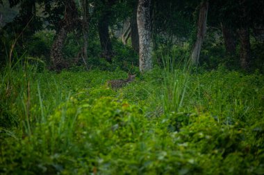 Jaldapara Ulusal Parkı 'nda Geyik görüldü Kuzey Bengal  