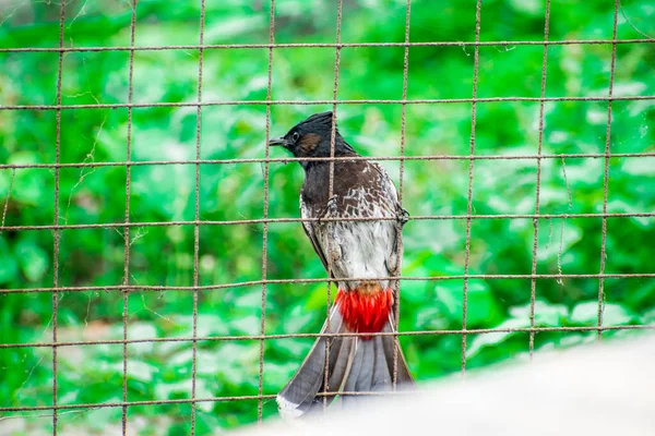 Red Vented Bulbul Bird West Bengal Índia — Fotografia de Stock