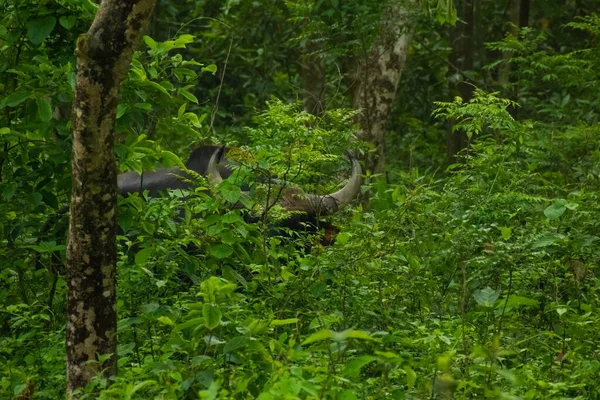 Selvaggio Bisonte Godendo Giungla Oscura Jaldapara National Park West Bengal — Foto Stock