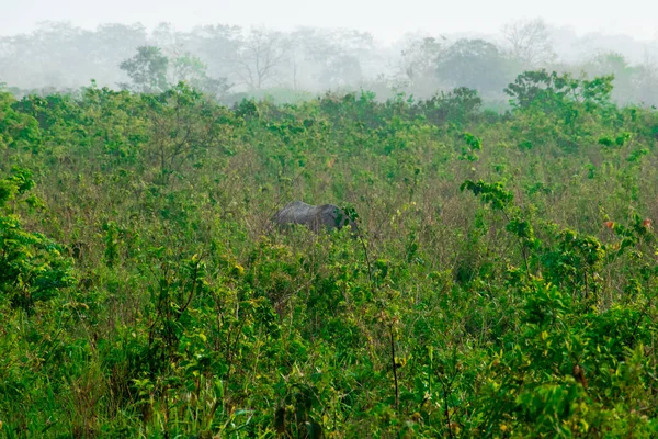 Rinoceronte Cuerno Assam Bengala Del Norte India —  Fotos de Stock