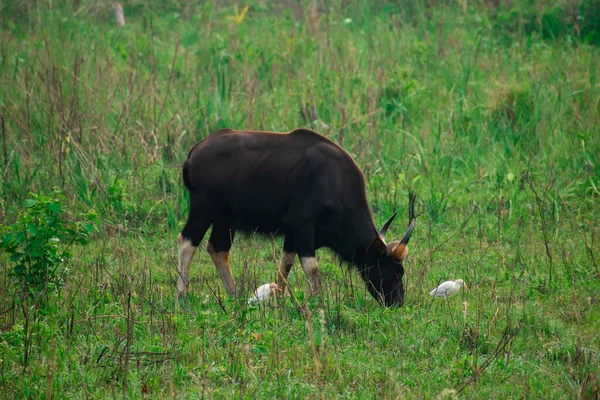 Grupo Bisontes Salvajes Disfrutando Los Pastizales Jaldapara National Park West —  Fotos de Stock