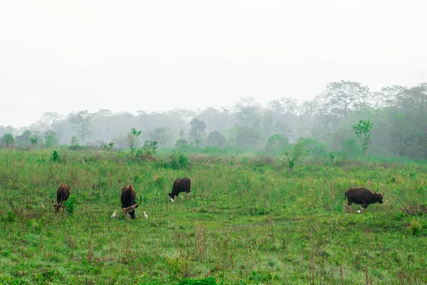 Grupo Bisontes Salvajes Disfrutando Los Pastizales Jaldapara National Park West —  Fotos de Stock