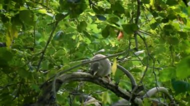 Kuşlar kendilerini temizlerler.