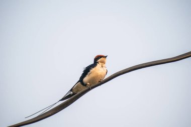 Kırlangıç gökyüzüne odaklanmış bir şekilde telin üzerinde oturuyor.