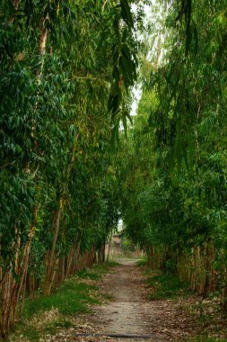 Bahçedeki boş sokak.