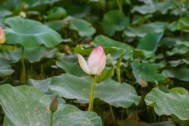 Hindistan 'daki nilüfer çiçekleri, Nelumbo Nucifera, aynı zamanda kutsal lotus, Laxmi lotus, Hint lotusu olarak da bilinir.,