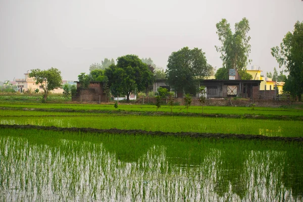 Kırsalda Pirinç Tarlaları Yetiştiren Tarım Arazisi — Stok fotoğraf