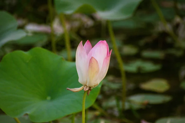 Lotus Ανθοκομικά Φυτά Στην Ινδία Nelumbo Nucifera Επίσης Γνωστή Ιερό — Φωτογραφία Αρχείου