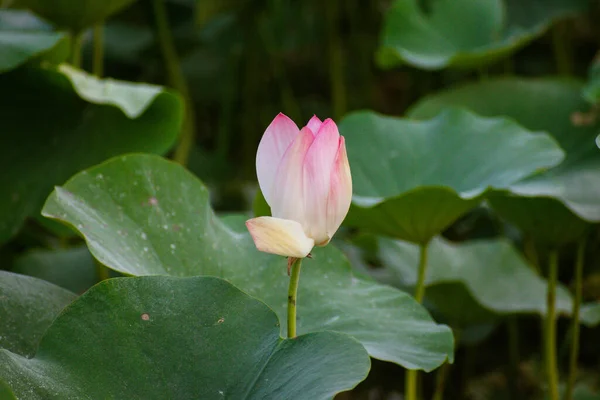 Lotus Flower Farming Plants India Nelumbo Nucifera Also Known Sacred — Stock Photo, Image