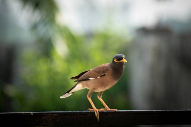 Mynas İfadesi. Myna 'lar sığırcık familyasından bir kuş grubu.. 