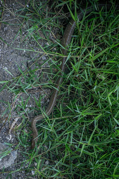 stock image Rat Snake in Green Grassland ( Ptyas Mucosa )