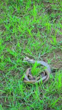 Fare Yılan Çifti Sevişiyor)