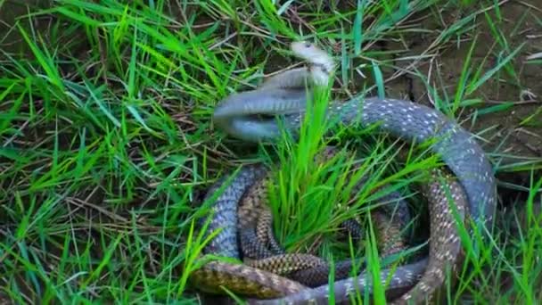 Rata Serpiente Pareja Hacer Amor Serpiente Sexo — Vídeos de Stock