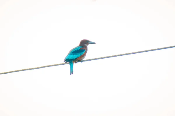 一般的なカワセミ Alcedo Atthis の湿地鳥の色の羽は 沼に住んでいる別の鳥から クランプ冬の渡り鳥は約3ヶ月 バンポー滞在 — ストック写真
