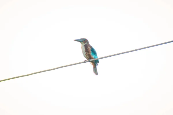 Balıkçı (Alcedo at this), göletlerde ve bataklıklarda yaşayan farklı kuşların sulak arazi kuş tüyleri. Kış göçmen kuşları 3 ay kadar kaldılar, Bang Poo,