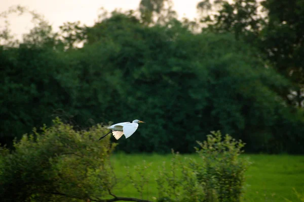 黄昏时分稻田里的白鸟 — 图库照片