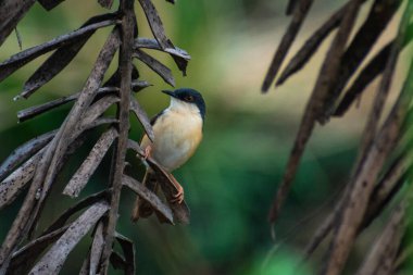 Cisticolidae familyasından küçük ötleğengiller (Cisticolidae) familyasından bir ötleğen kuşu türü..