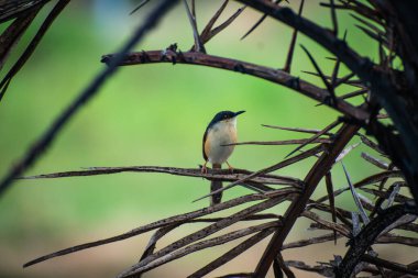Cisticolidae familyasından küçük ötleğengiller (Cisticolidae) familyasından bir ötleğen kuşu türü..