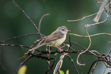 Sade prinia, aynı zamanda çalıbülbülü ya da beyaz kaşlı çalıkuşu olarak da bilinir.,