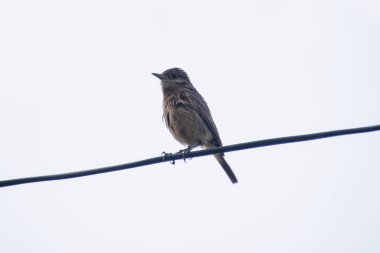 Sade prinia, aynı zamanda çalıbülbülü ya da beyaz kaşlı çalıkuşu olarak da bilinir.,