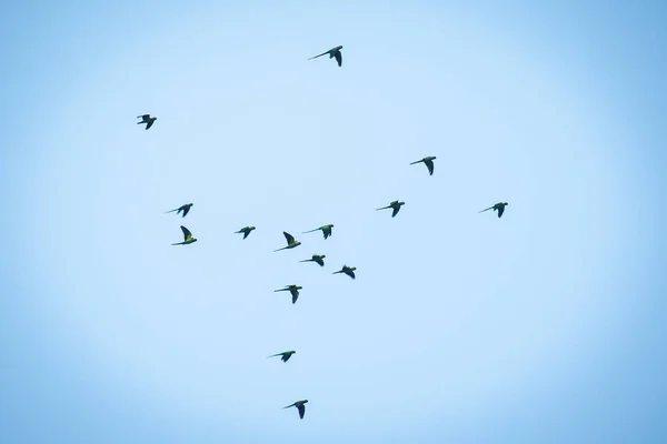 Grupo Periquitos Con Anillos Rosa Loros Tamaño Mediano Volando Cielo —  Fotos de Stock