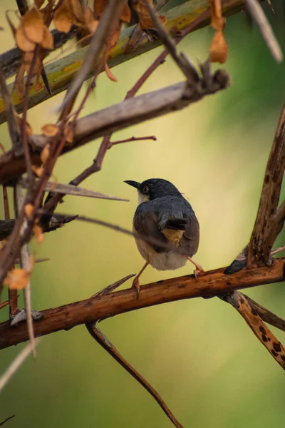 Σταχτή Πριγκήπισσα Στάχτης Wren Warbler Είναι Ένα Μικρό Warbler Στην — Φωτογραφία Αρχείου