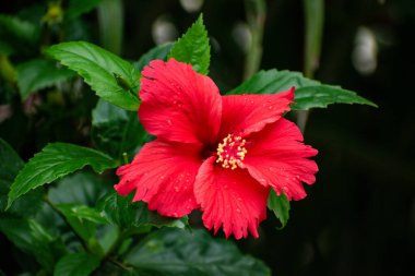 Bahçede kırmızı amber çiçeği, kırmızı ve yeşil arkaplan